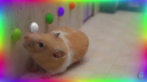 Новые испытания для хомячков - в УДИВИТЕЛЬНОМ ЦИФРОВОМ ЦИРКЕ! часть 7