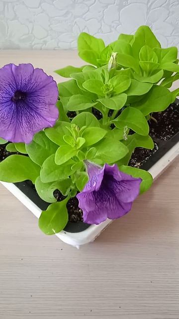 Рассада цветов петуния в возрасте месяца от посева семян