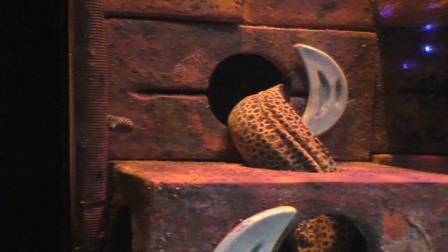 аквариум в отеле Атлантис