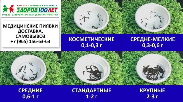 Купить пиявки оптом и в розницу