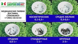 Купить пиявки оптом и в розницу