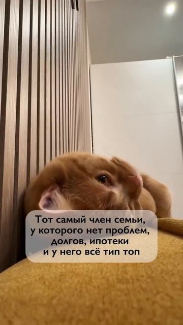 домашний кот