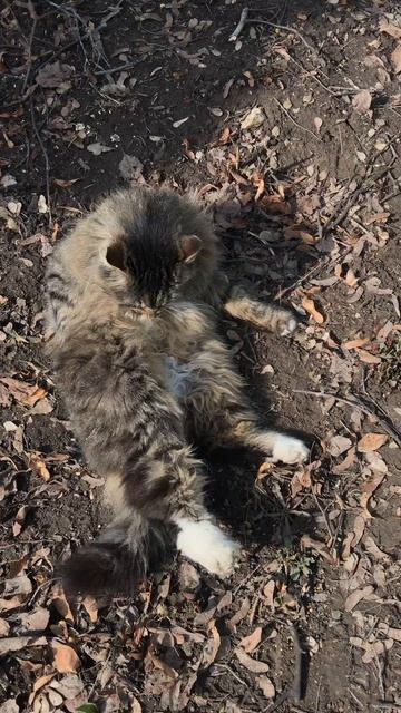 Милая кошечка