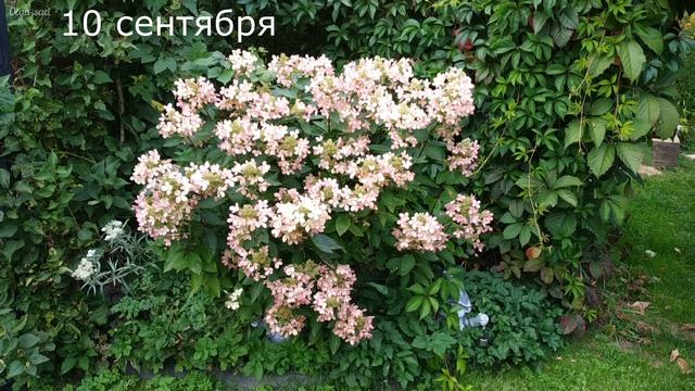 Метельчатая гортензия Пастель Грин.Сад в Ленинградской области.