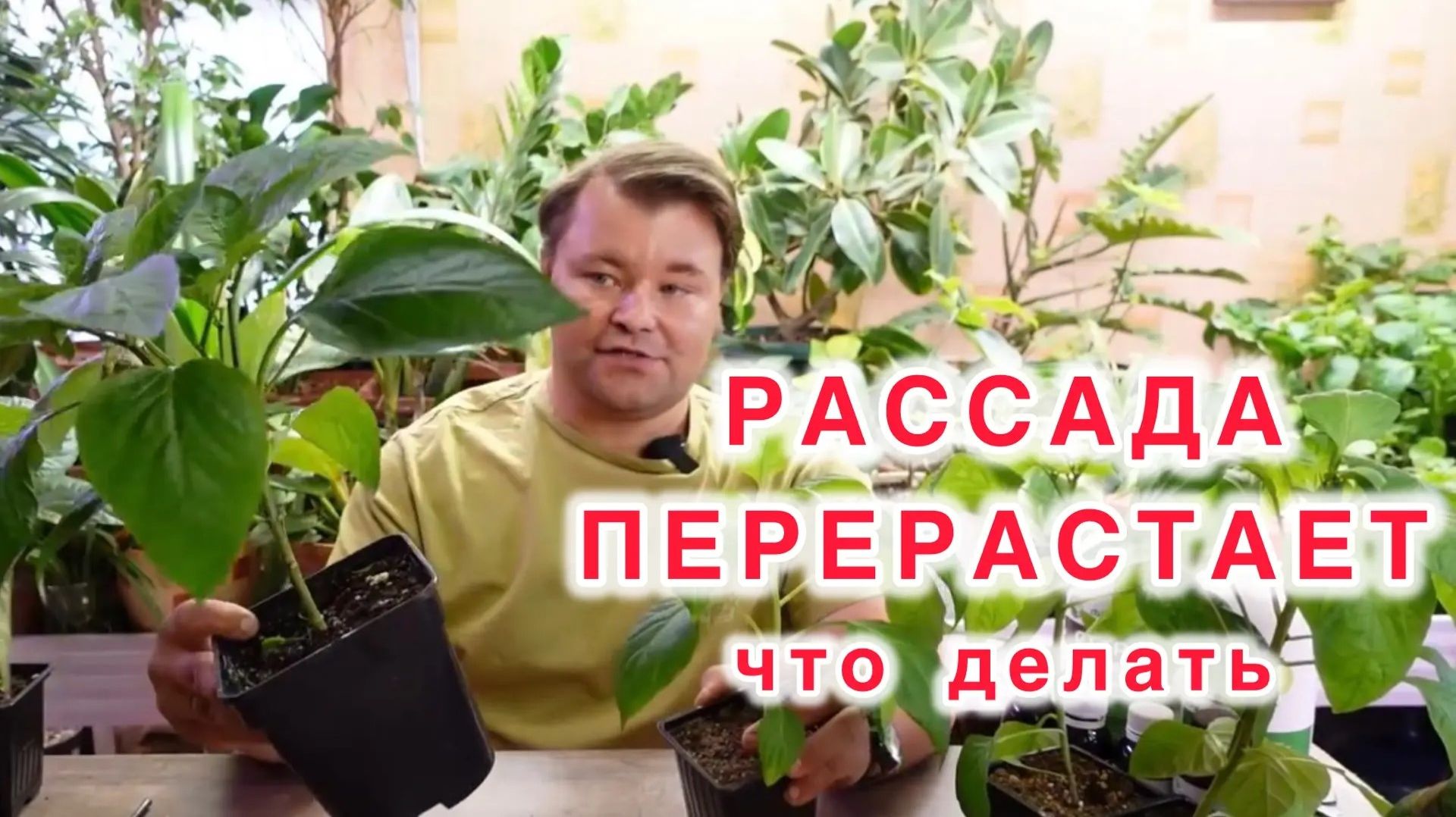 Что делать когда рассада перерастает, а высадить её в парник ещё нельзя