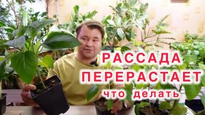 Что делать когда рассада перерастает, а высадить её в парник ещё нельзя