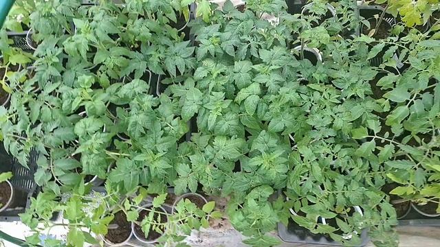 картофель для посадки.. рассада после холодов..