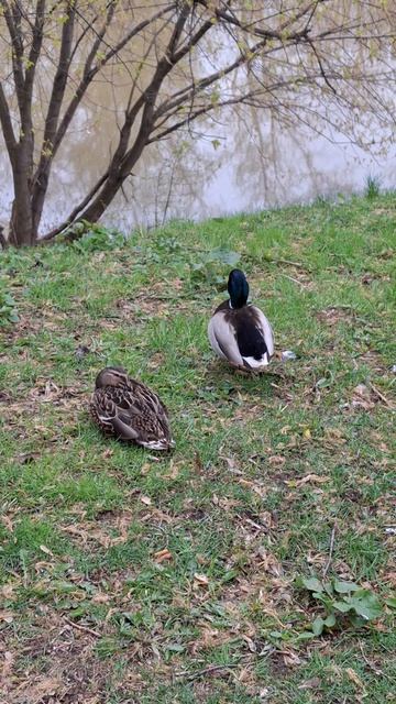 Столичная дичь...