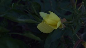 Финальный ролик