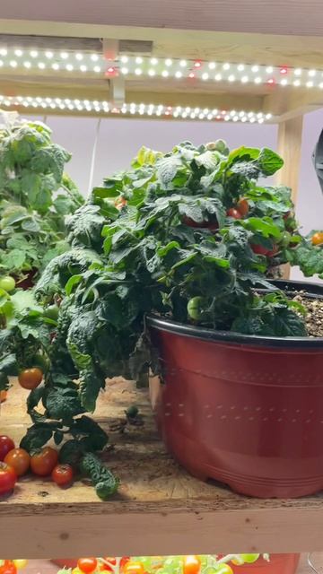 Томаты дома зимой