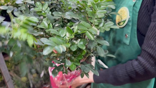 Новая Поставка экзотических растений 28.04