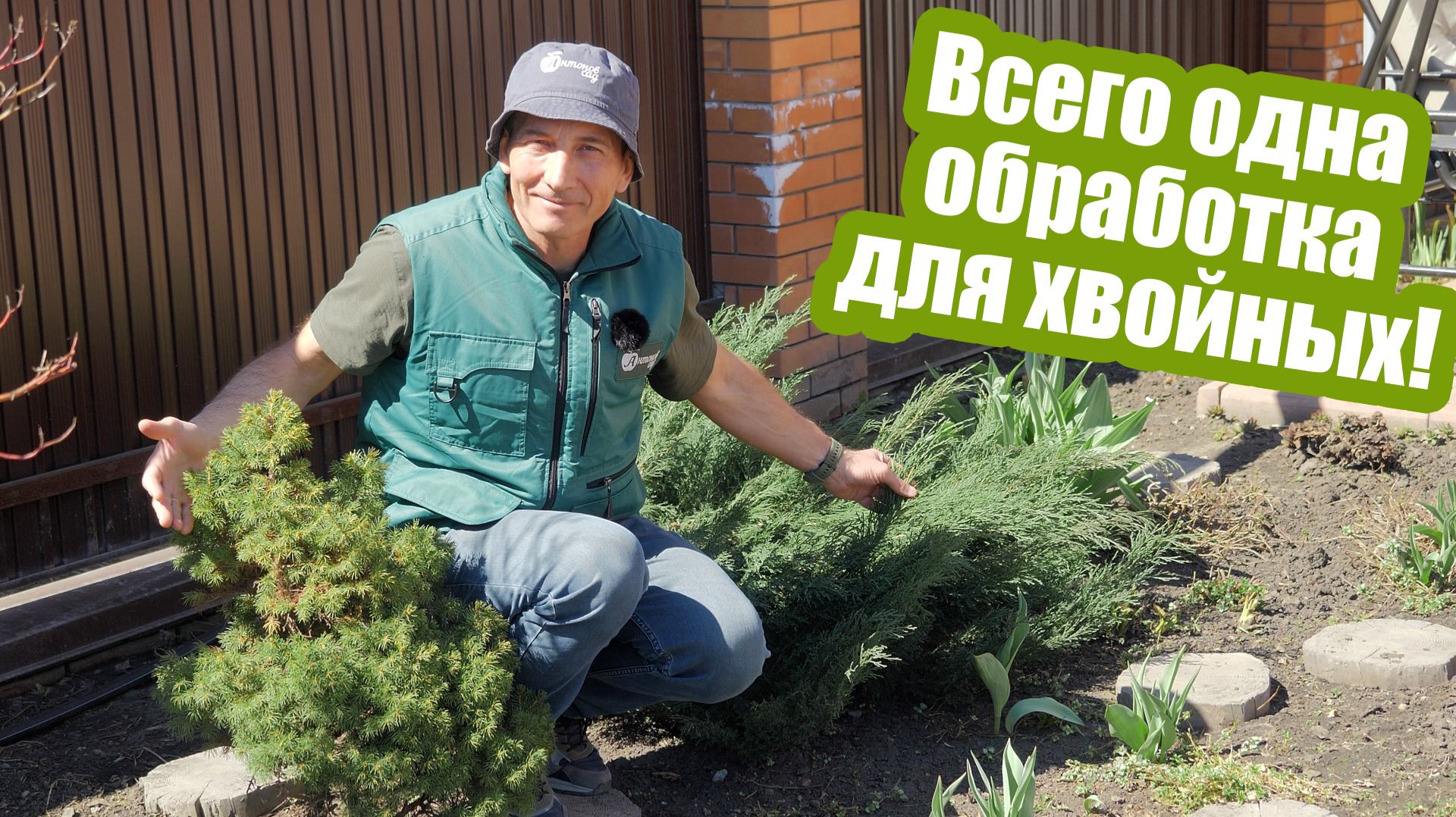 Обработка хвойных весной: защита от болезней и вредителей