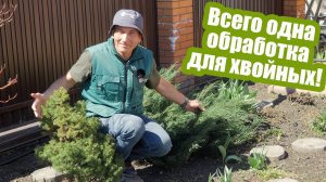 Обработка хвойных весной: защита от болезней и вредителей