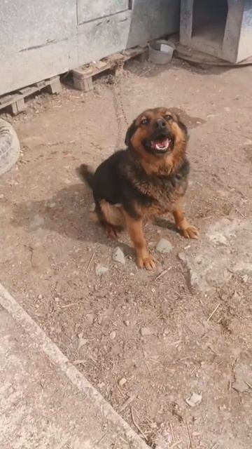 Уфа, Башкирия
Попал в отлов вот такой красотун😭
Пожалуйста, сделайте репост🙏
Другие регионы