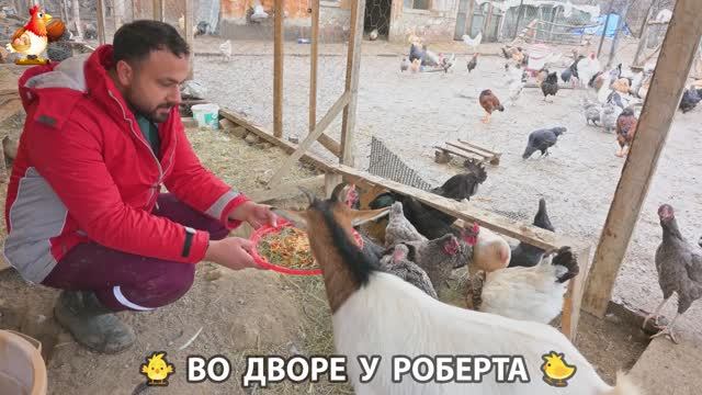 Содержание кур в домашних условиях и других птиц во дворе у Роберта 🐣🐤🦆🐔🪿🦃 (483)