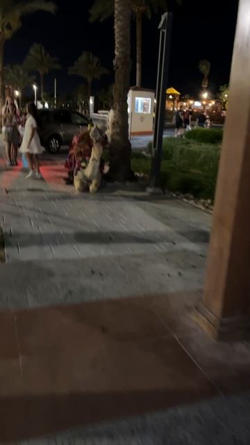 Верблюд в Египте