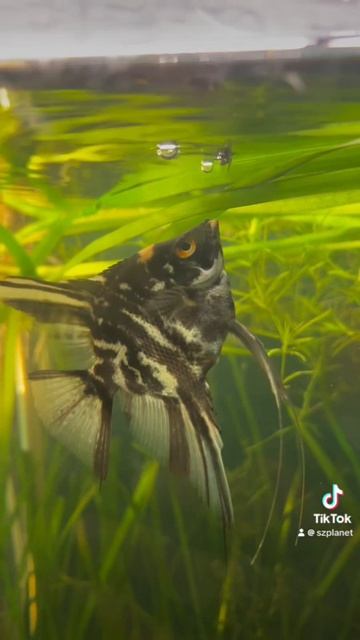 Рыба скалярия охотится на муху, упавшую в аквариум #рыба #муха #аквариум #fishtanklife #aquariumlife