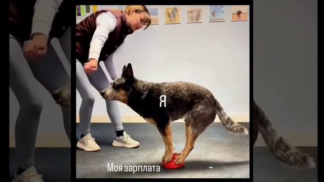 Tkiewihf_s0f0d9m0_720x720