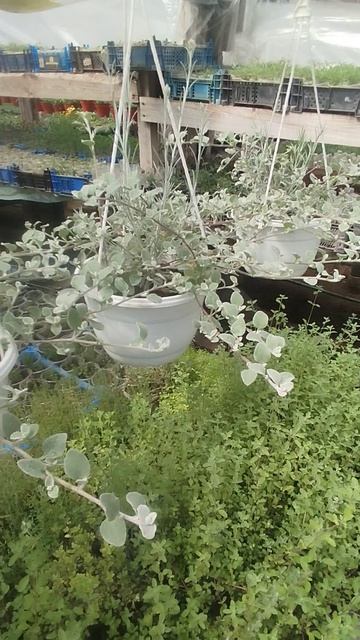 Гелехризум в кашпо.  Альтернатива дихондре!