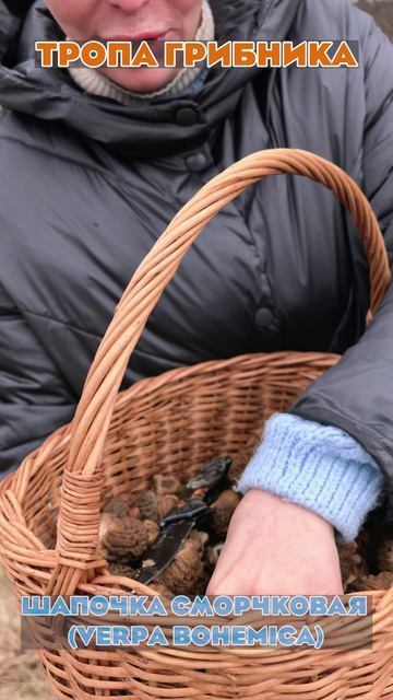 🍄 Успей Собрать! Сморчковая Шапочка В Конце Апреля 🏃♂️💨🌲
