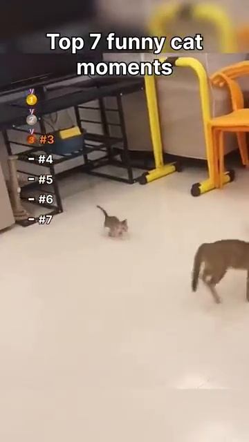 Top 7 Funny Cat Moments #cat #shortscat #catvideos #кот #кошка