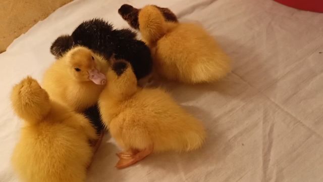 Антибиотик. Закупка кормов. Вывод мускусных тяжёлых уток