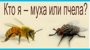 МУХА  ИЛИ  ПЧЕЛА?