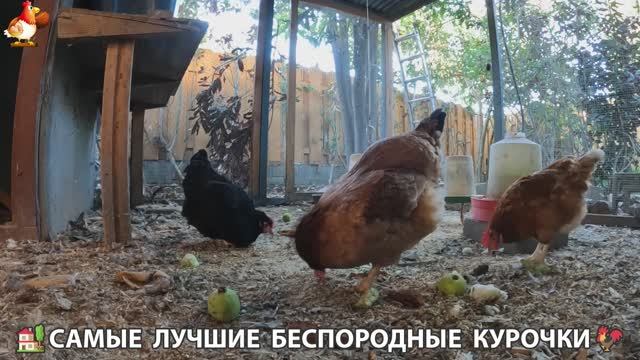 Цыплята и Курочки селяночки лучшие беспородные несушки 🥚 (471)