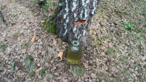 Сбор берёзового сока. Обзор саженцев крыжовника и чёрной смородины посаженных в лесу без полива.