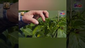 Как формировать перцы.