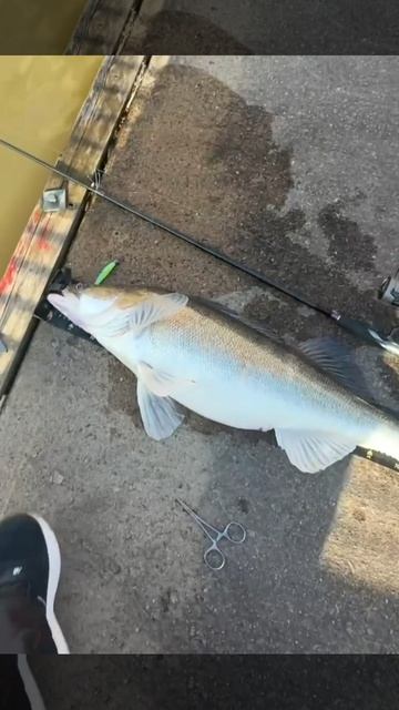 Судачище! Поймали огромного судака!..