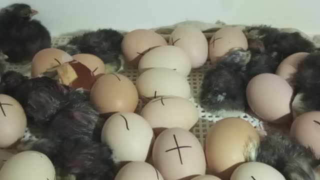 На 19е сутки только от моих кур цыплятам лупятся. Пушкинское пока в наклевах. Утят отсадила.