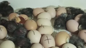 На 19е сутки только от моих кур цыплятам лупятся. Пушкинское пока в наклевах. Утят отсадила.