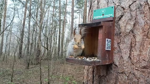 Белочка в Черняевском лесу.Пермь.