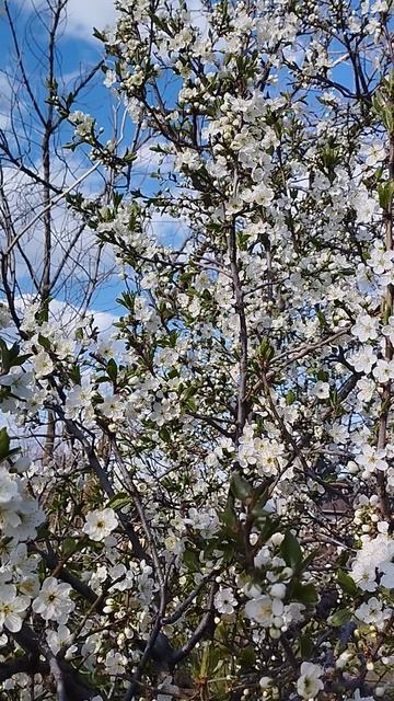 Сады цветут