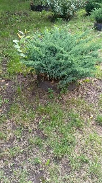 Новый инструмент для обрезки хвойных растений 01.06.35