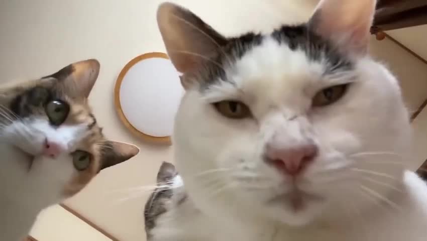 #Милые #животные #видео