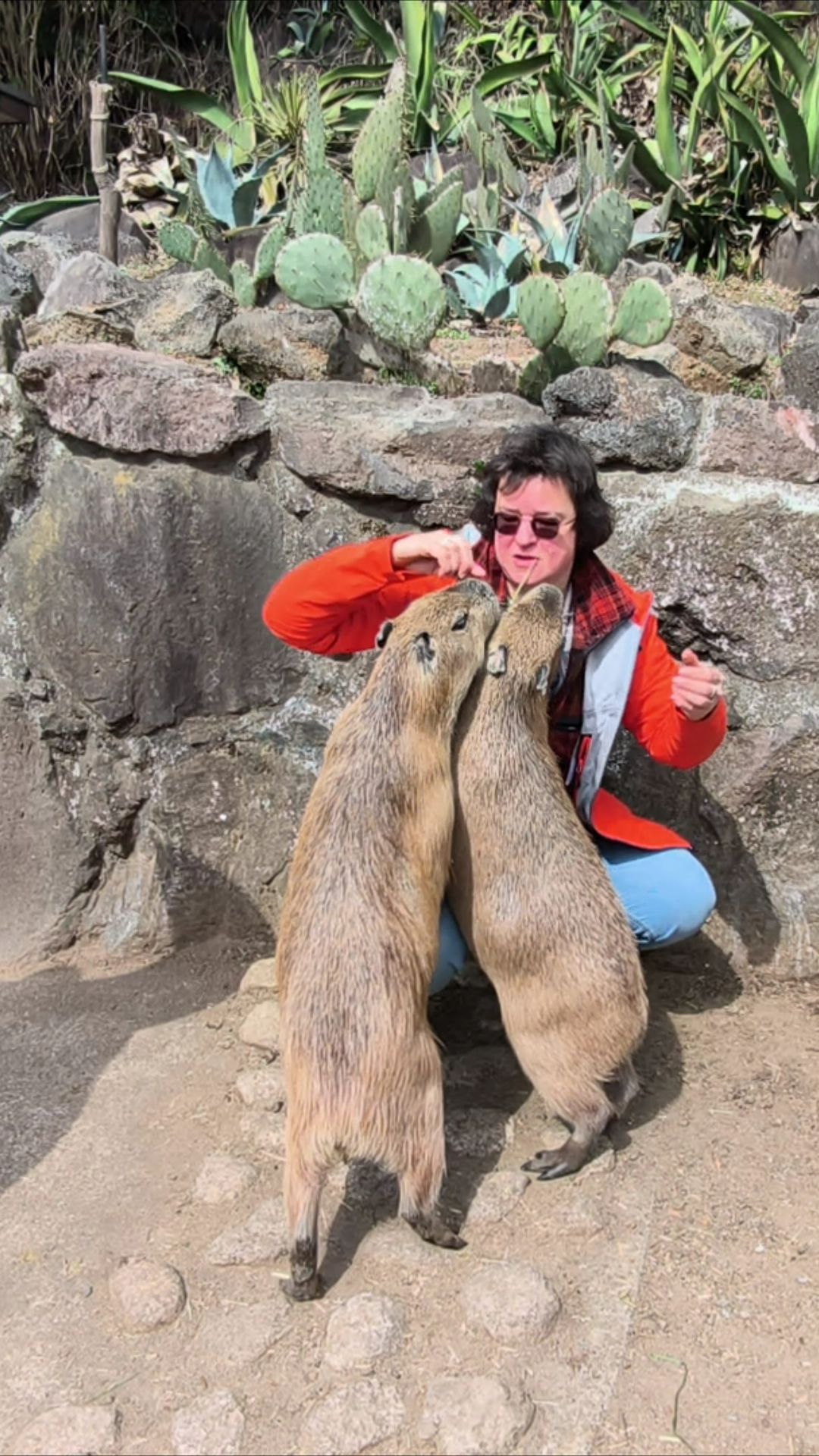 Япония. Капибары едят