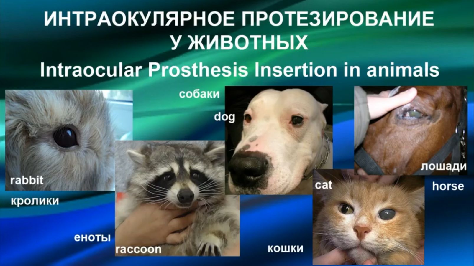 Интраокулярное протезирование (ИОП) у животных