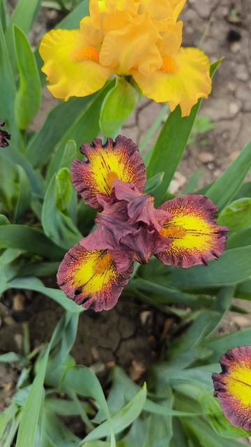 Карликовый ирис КИНКИ БУТС /KINKY BOOTS (П. Блэк,2015)