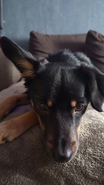 Альфа #мойпитомец #собачка #тойтерьер #домашниепитомцы #милота