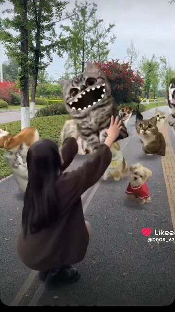 кот и собака