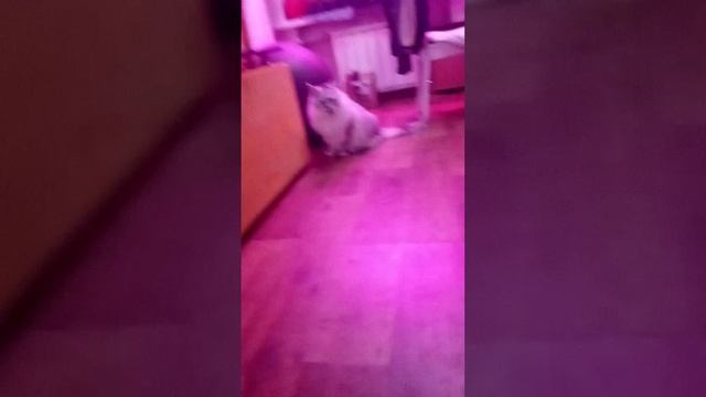 Футбол с котиком