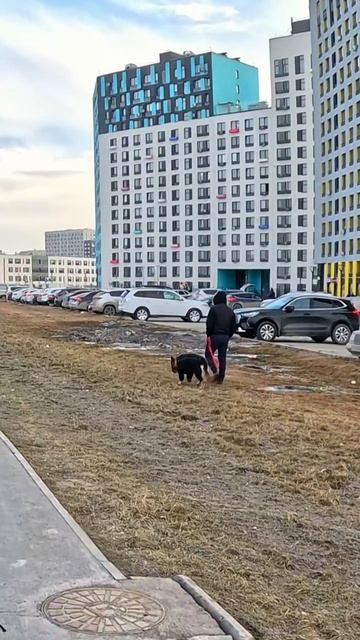 собака похожа на хозяина