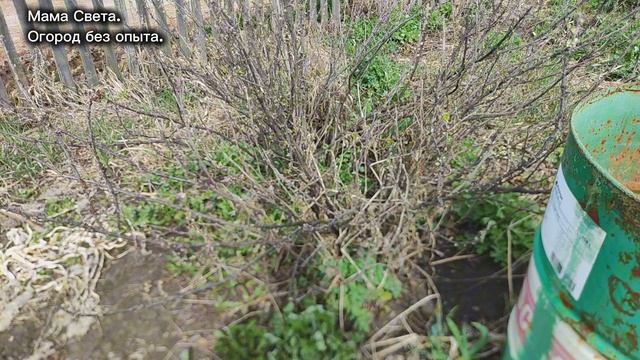 Теплицы, яблоня и кустарники на 30.04.26г. Сажаю огурец, томаты и перцы.