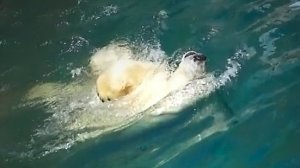 Белый медведь Кай наслаждается купанием в прохладной воде и позирует перед зрителями.