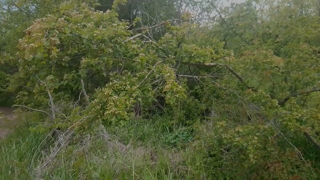 Ловушки для пчел часть 2