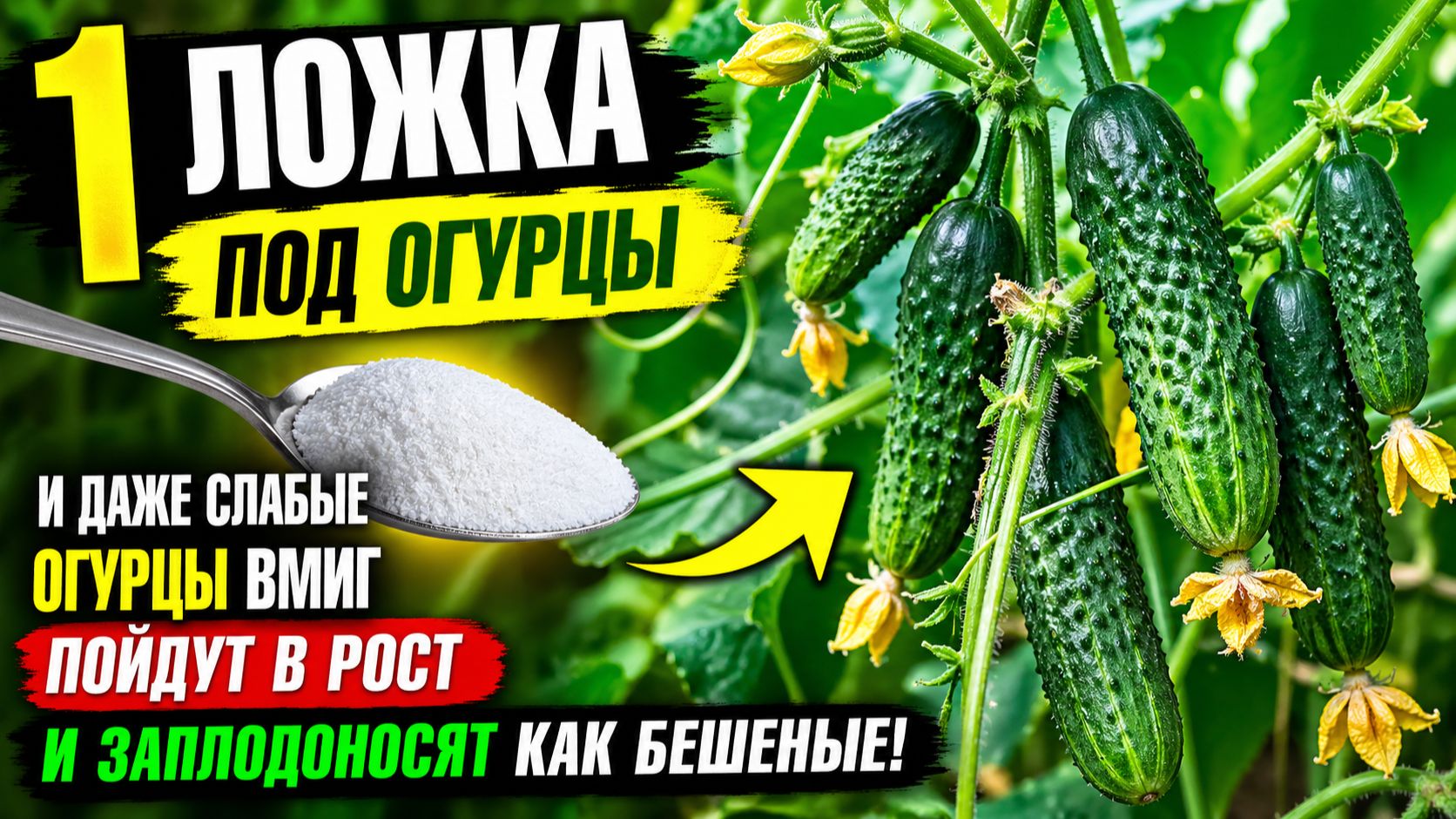 1 Ложка под ОГУРЦЫ и даже слабые огурцы вмиг пойдут в рост и заплодоносят как бешеные