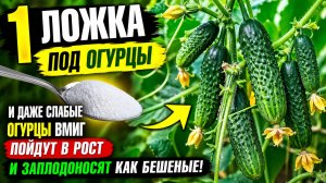1 Ложка под ОГУРЦЫ и даже слабые огурцы вмиг пойдут в рост и заплодоносят как бешеные