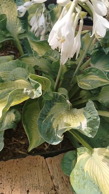 #Хоста сорта 'Голден Медоуз' цветёт белыми цветами. Наш сад 2025